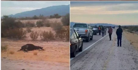 Accidente en Ruta 60: animales sueltos generan caos cerca de Aimogasta