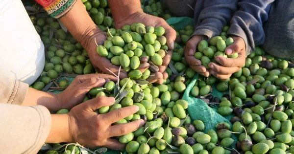 Aimogasta se prepara para recibir "La Ruta del Olivo", un nuevo atractivo turístico