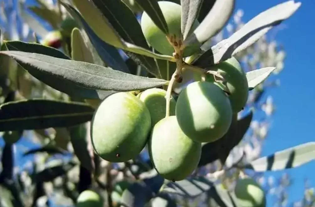 Aimogasta se viste de fiesta por el Día Nacional de la Olivicultura con diversas actividades