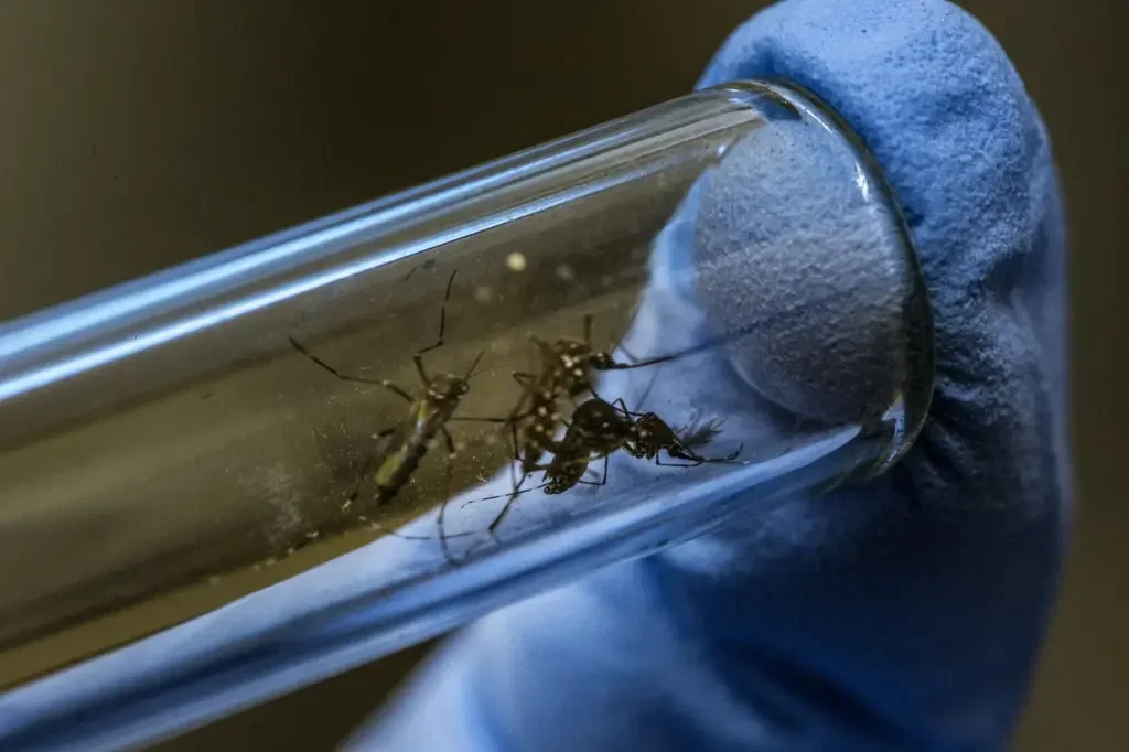 Aumento de vigilancia en La Rioja ante el riesgo de chikungunya y dengue