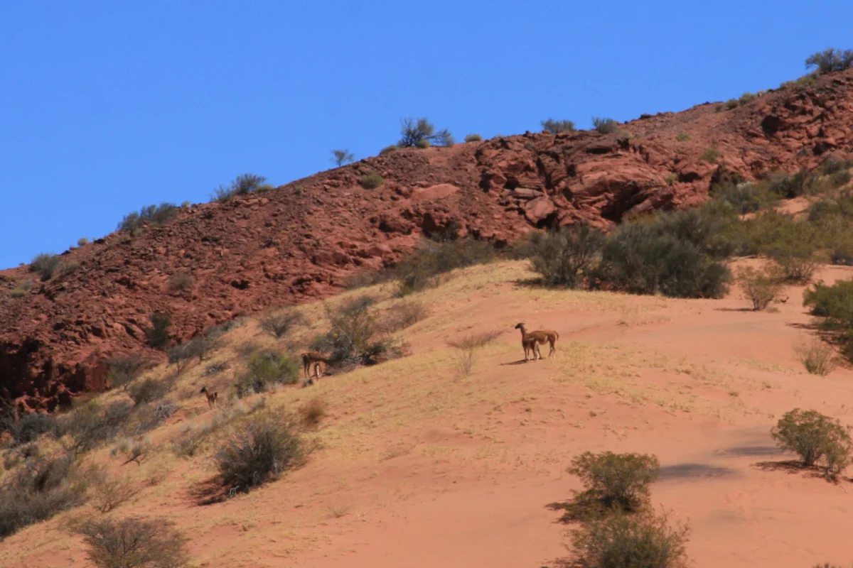 Cazadores furtivos arrestados en Talampaya: una amenaza para la fauna local