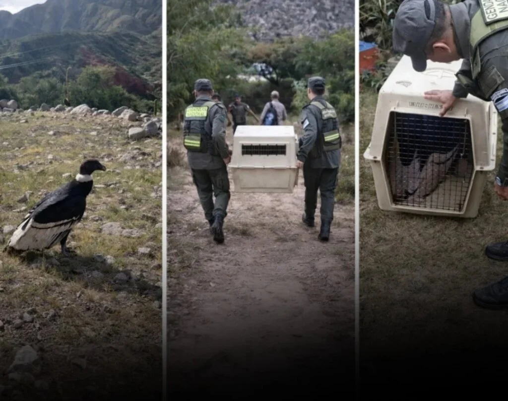 Cómputo de aves en peligro: rescatan cóndor andino en Cuesta de Miranda