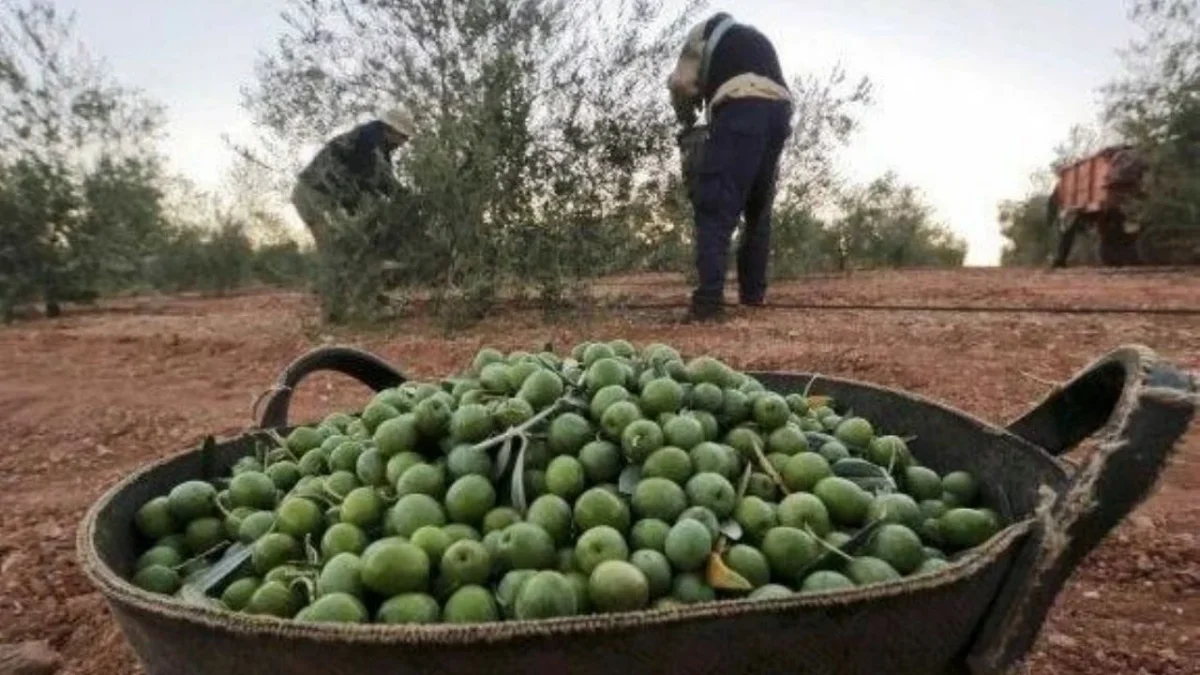 Conflicto por la aceituna: Uatre no acepta la oferta empresarial en Catamarca y La Rioja