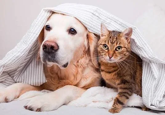 Consejos de un veterinario para proteger a mascotas del frío invernal en La Rioja