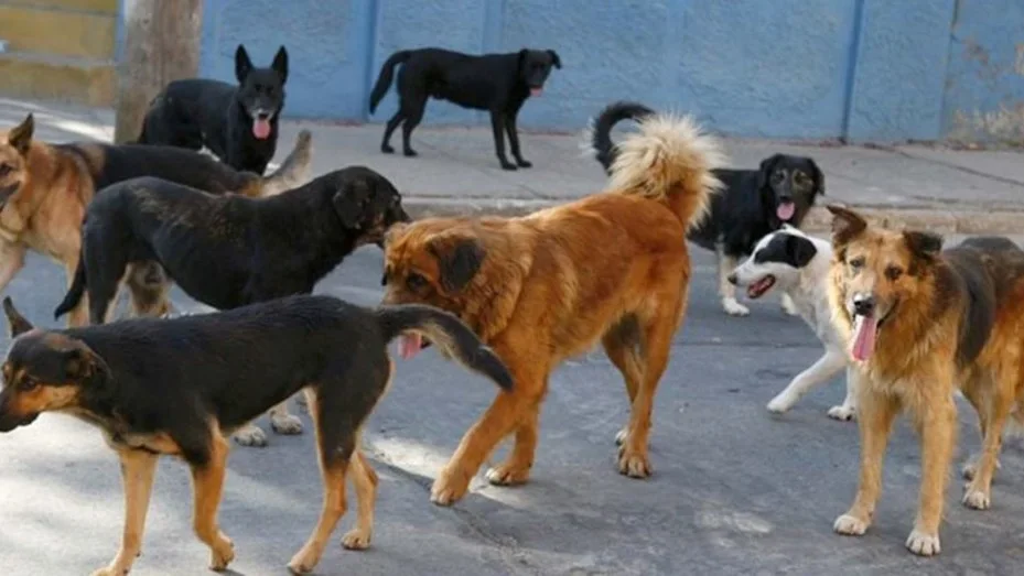 Crueldad en Chepes: cuatro perros envenenados y asesinados en un acto de maltrato animal