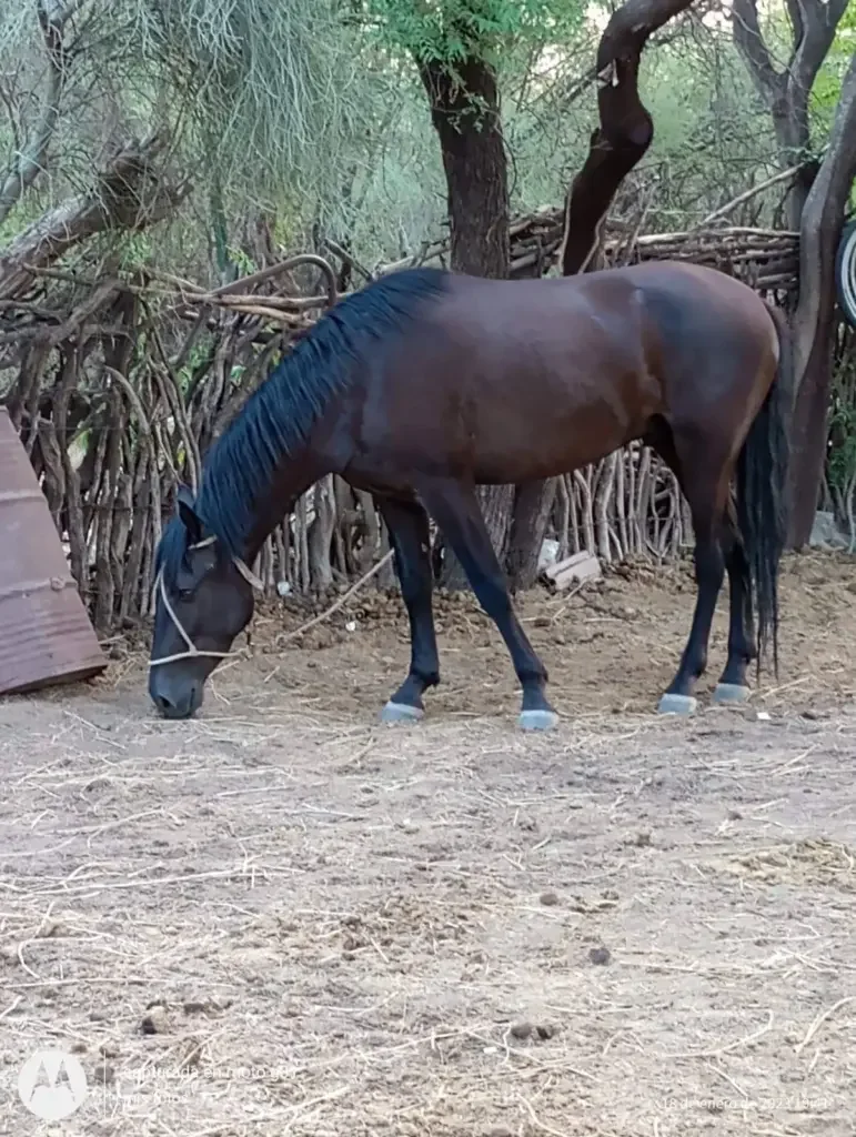 Desaparición de caballo en Punta de los Llanos: indagan posible faena ilegal