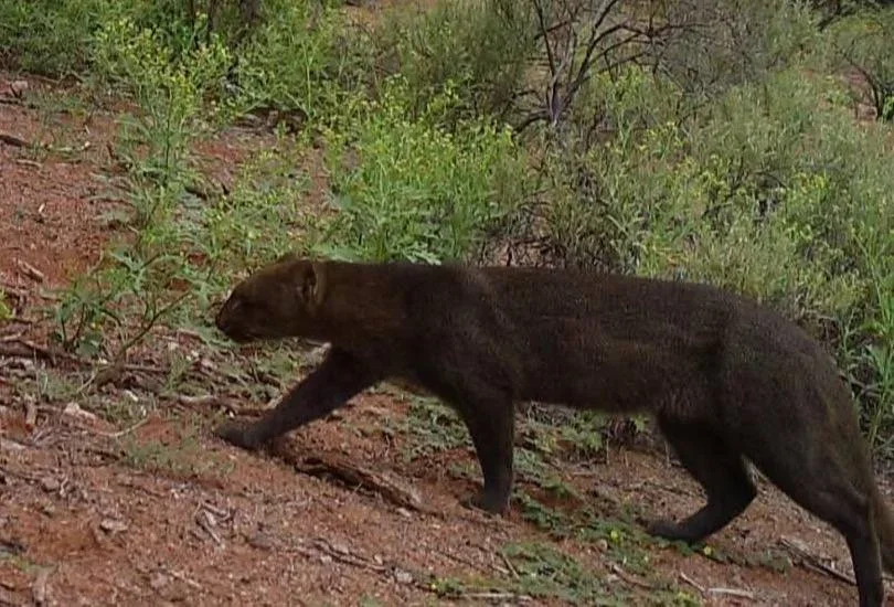 Descubren especies de fauna protegida en Talampaya durante avistaje especial