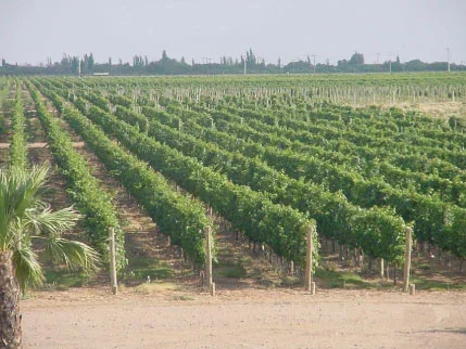 Desempleo en La Rioja: 17 trabajadores afectados por el cierre de Finca Viña Famatina