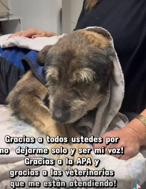 Desgarradora pérdida: veterinarios luchan en vano por la vida de "El Viejo" en La Rioja