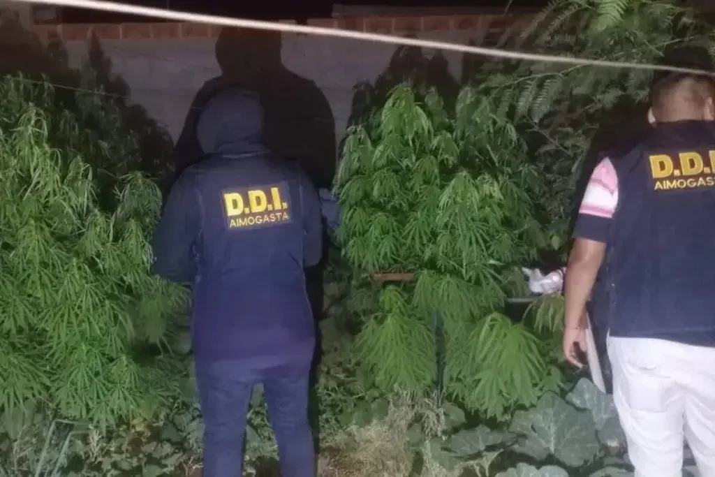 Desmantelan cultivo de marihuana en Aimogasta: cuatro arrestos por secuestro de plantas