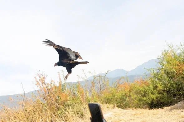 El Mirador del Águila ofrece un nuevo jote rehabilitado para los visitantes