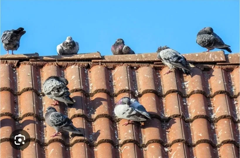 Escuela Normal de Olta enfrenta problemas de salud por plaga de palomas que afecta a alumnos