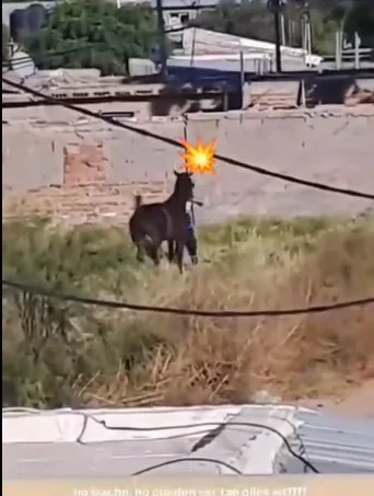 Estudiantes de Chepes en el centro de la polémica por agresión a un caballo