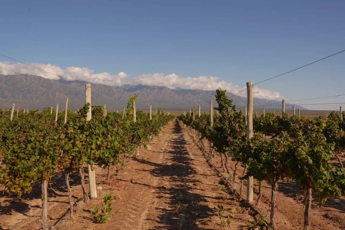 Fincas Aminga: impulsando la reactivación de la industria en La Rioja