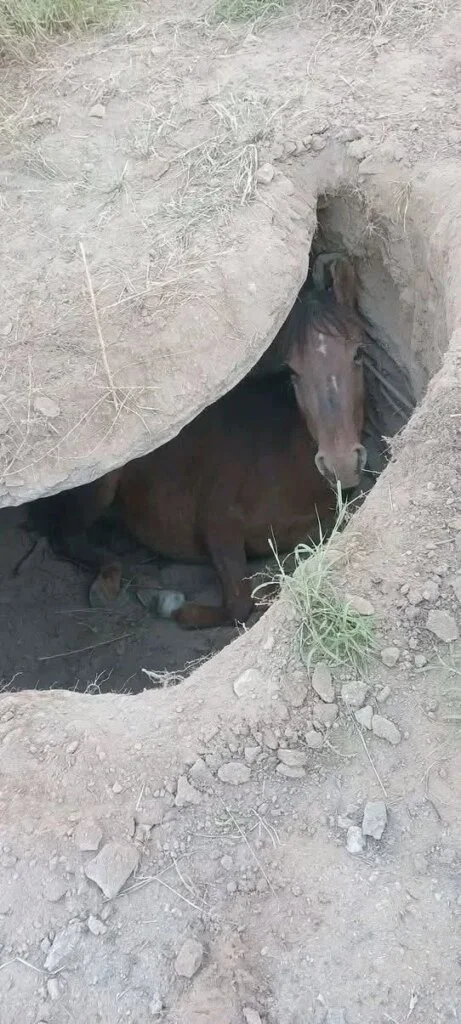 Heroicos rescatistas salvan un caballo atrapado en un pozo ciego en Ulapes