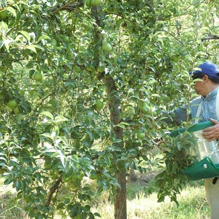 Empresas olivícolas enfrentan crisis: UATRE alerta sobre la situación laboral