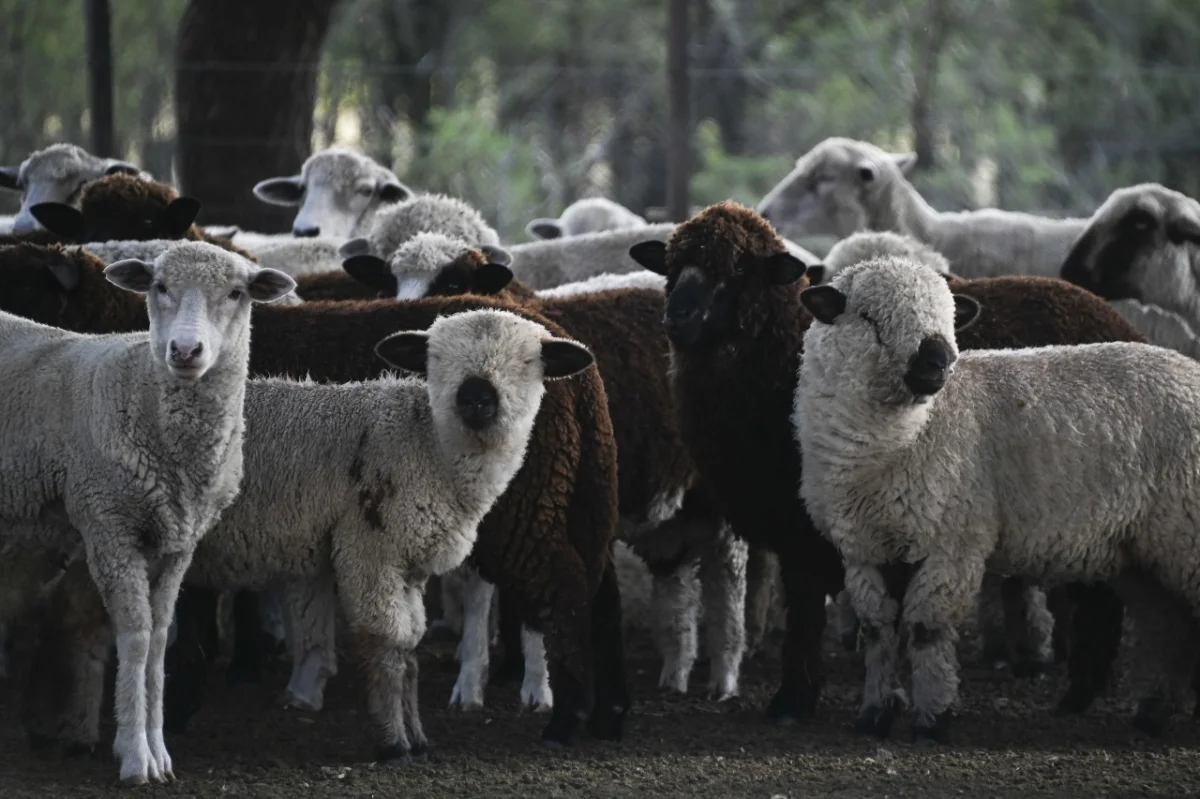 Incremento en exportaciones de carne ovina: Europa y Chile abren nuevas oportunidades