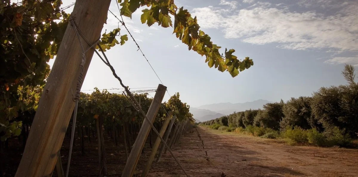 Innovación y turismo: La Rioja apuesta por el futuro del olivo en su suelo fértil