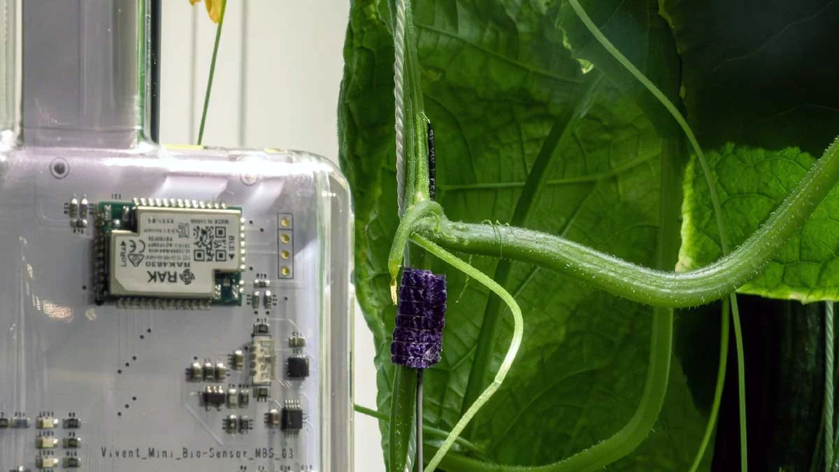 Innovadora inteligencia artificial para cultivos llega a Argentina de la mano de Vivent Biosignals