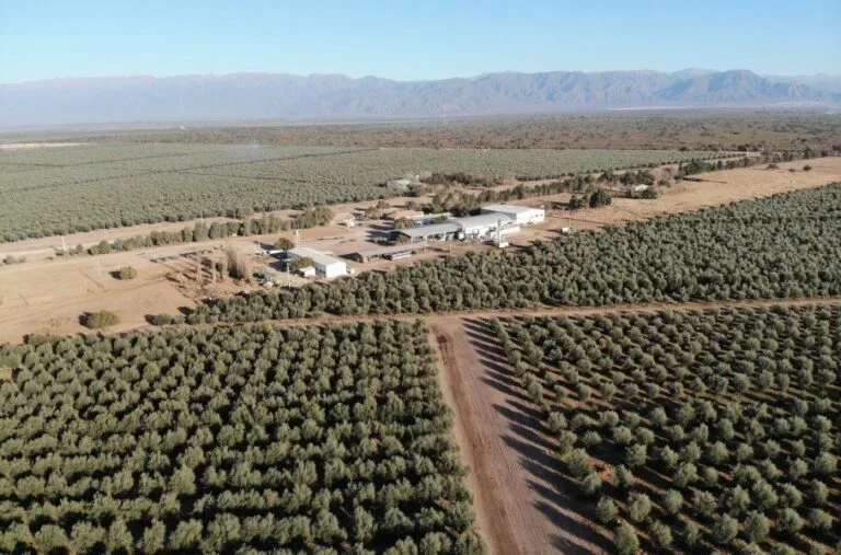 INTA Chilecito presenta innovadora técnica que reduce el consumo de agua en olivares