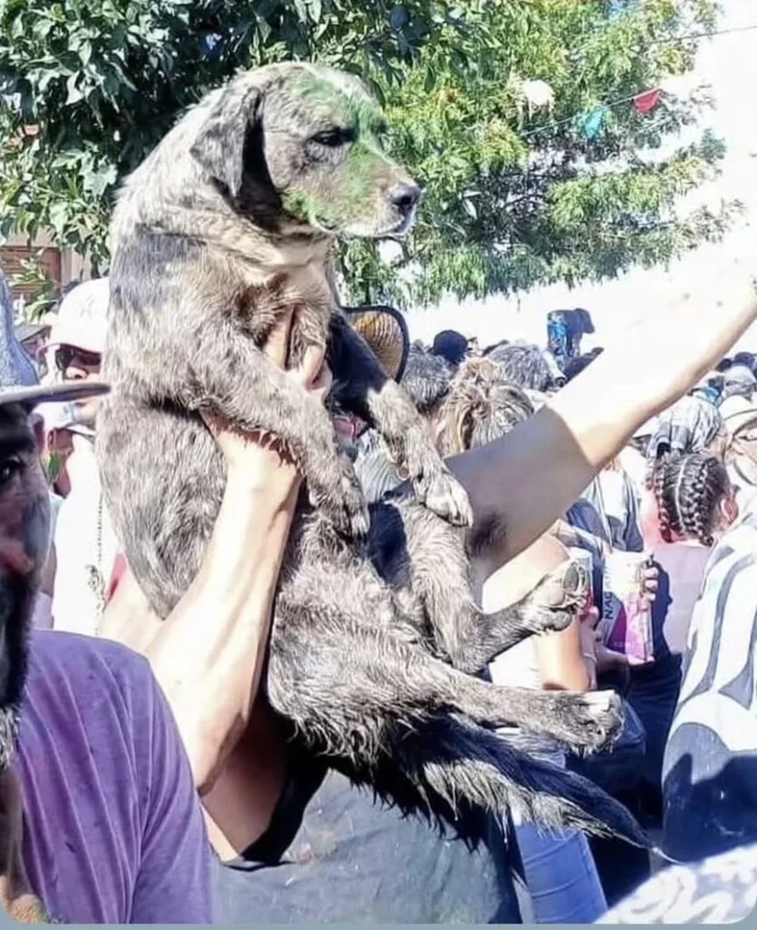 Intervención de Asociación Protectora tras denuncias de maltrato animal en Chilecito