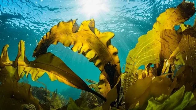 Investigadores en Chile innovan con algas para purificar agua contaminada por arsénico