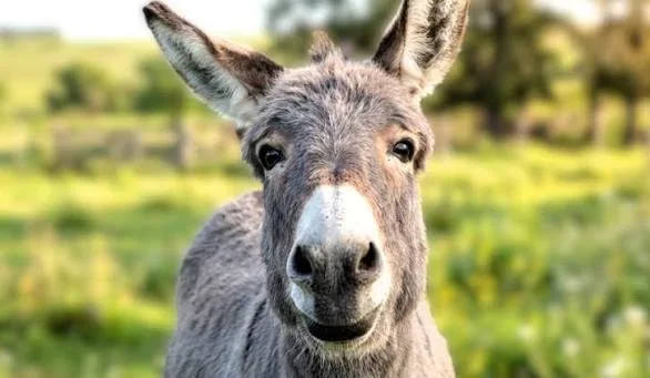 Justicia por "Manincho": Aimogasta se moviliza por derechos de los animales este sábado