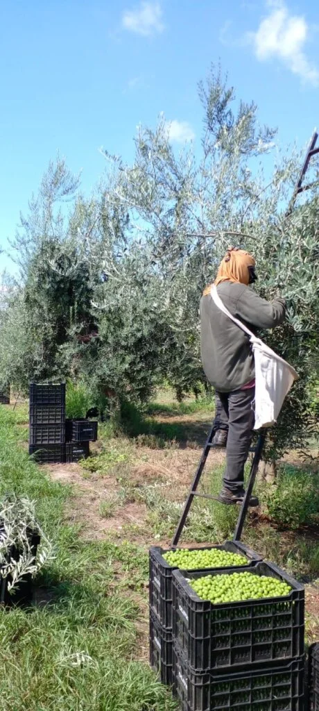 La falta de acuerdo salarial amenaza la producción de aceitunas en La Rioja y Catamarca
