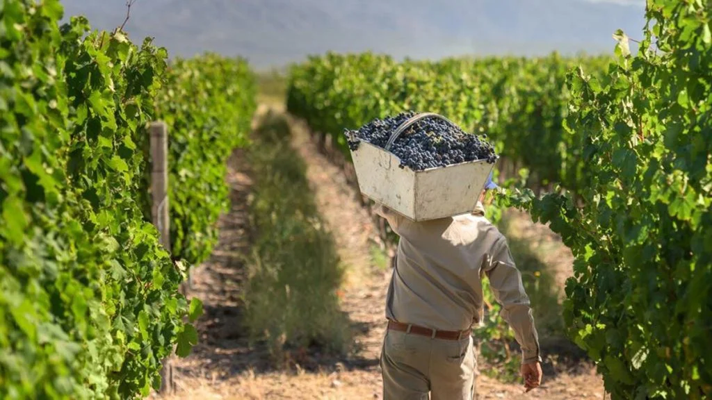 La Rioja adhiere al decreto que permite a beneficiarios de planes sociales trabajar en la cosecha