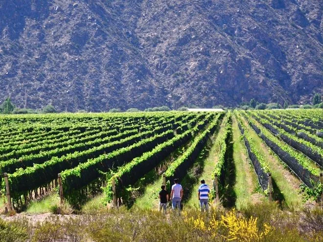La Rioja fue nominada a los premios Winexplorers por el desarrollo de la Ruta del Vino del Valle de Famatina