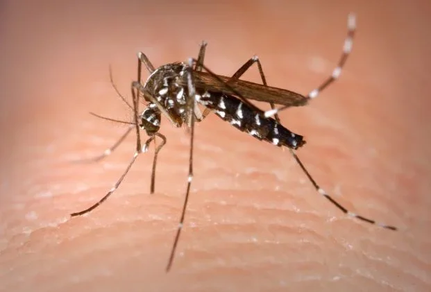 La Rioja refuerza vigilancia sanitaria tras mantener cero casos de fiebre chikungunya