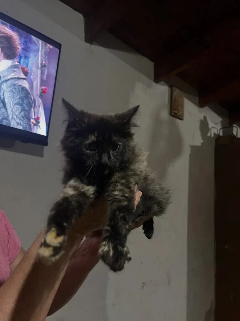 La Rioja rescata gatita en EPET Nº 1 y lanza campaña de adopción responsable