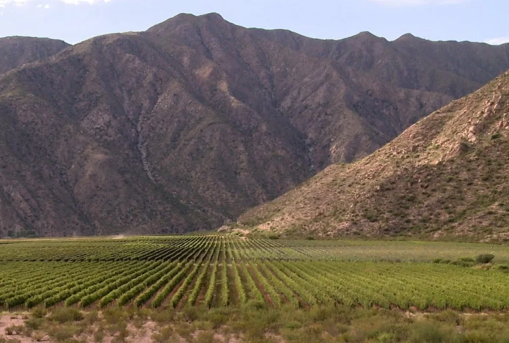 La Rioja se consolida como un pilar en la vitivinicultura nacional.