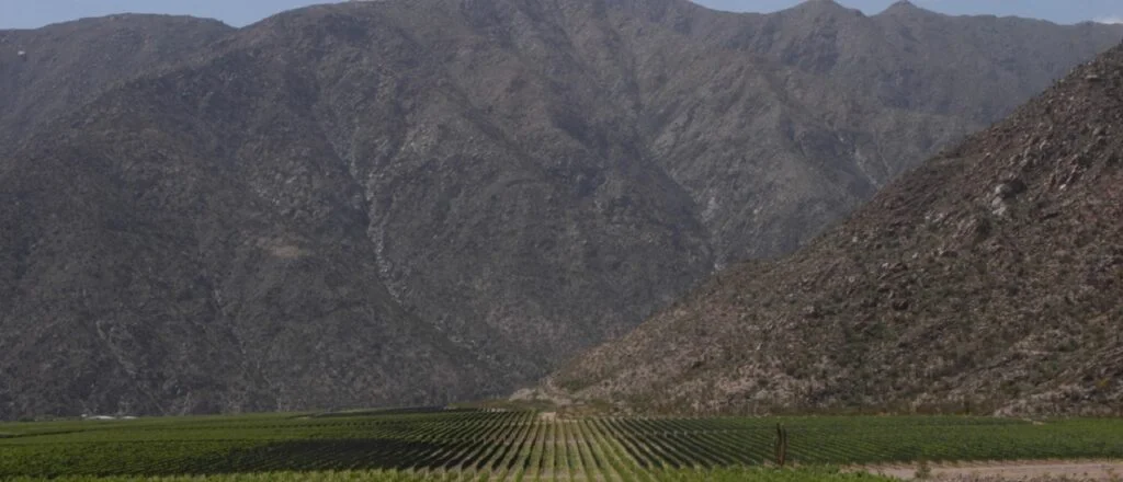 La Rioja se posiciona como la tercera potencia vitivinícola del país con su Torrontés y pasas.