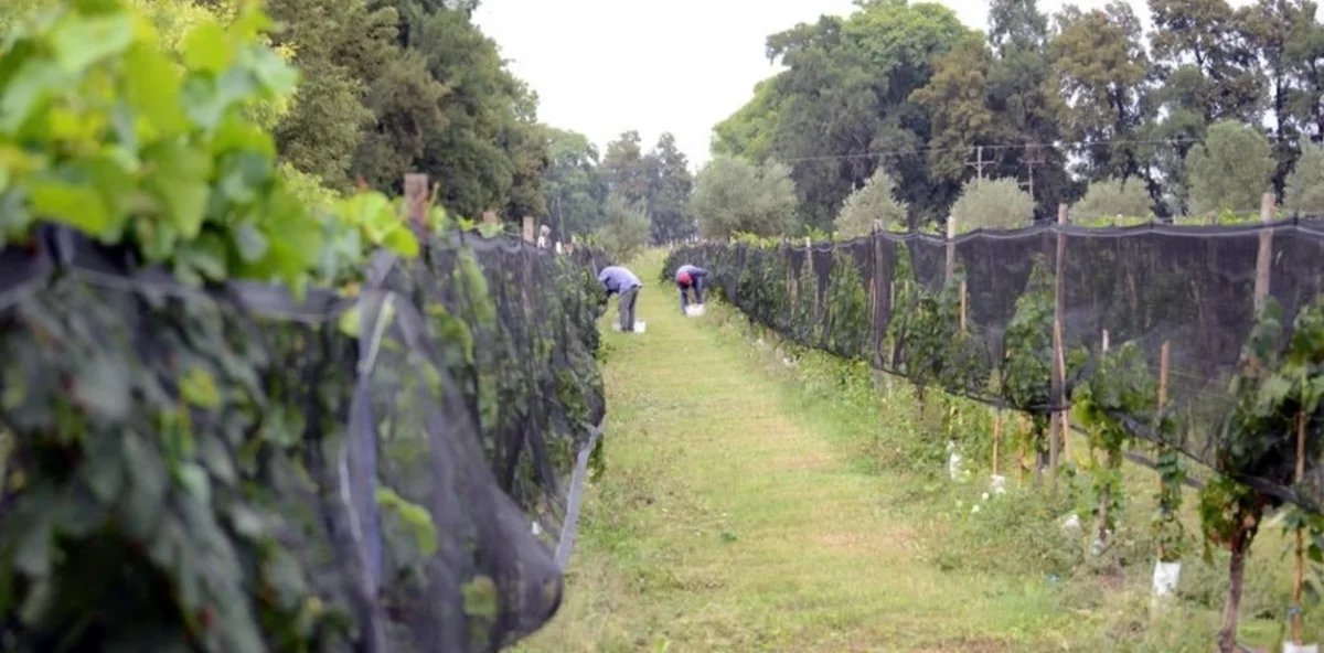 La ruta del vino más larga del mundo incluirá a La Rioja y otras provincias argentinas