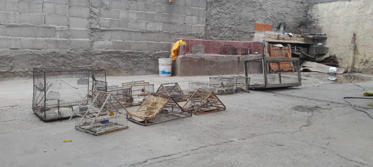 Liberan aves silvestres en Chilecito: rescate de jaulas y especies cautivas
