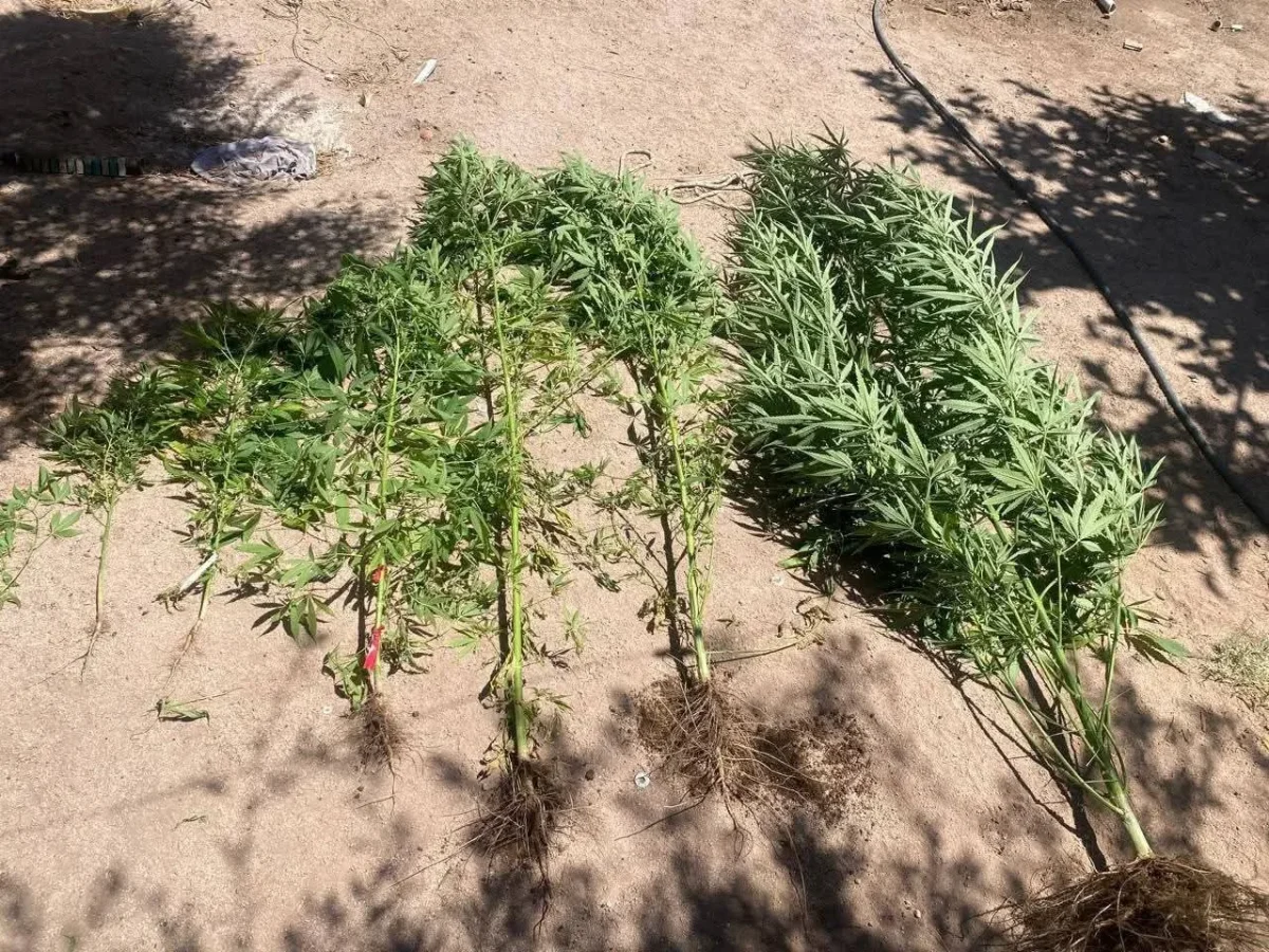 Operativo en Aimogasta: desmantelan cultivo de Cannabis en barrio 80 Viviendas