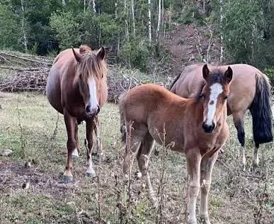 Preocupación en La Rioja: ola de robos de caballos genera alarma entre criadores