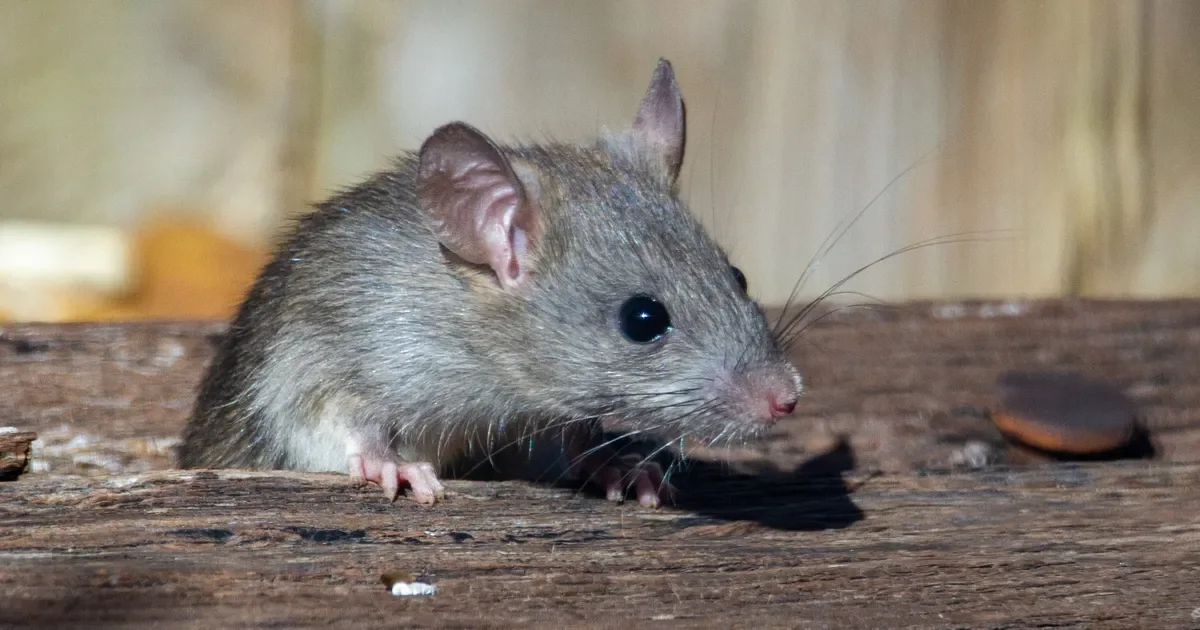 Preocupante aumento de casos de hantavirus en el país: especialistas alertan sobre riesgos sanitarios