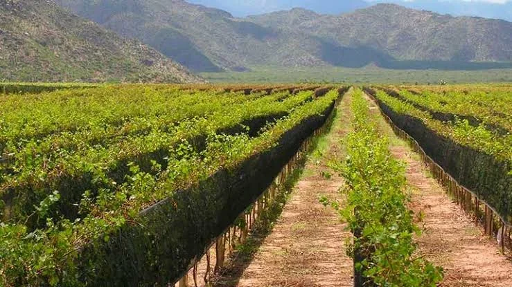 Productores de Chilecito piden soluciones urgentes a EDELAR por crisis agrícola