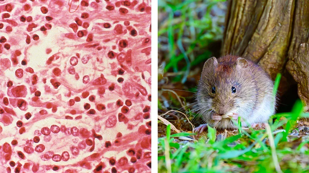 Protocolo de vigilancia en La Rioja: alertan por riesgo de hantavirus tras casos en turistas
