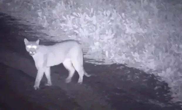 Pumas sueltos en San Nicolás: la comunidad toma precauciones ante la alerta