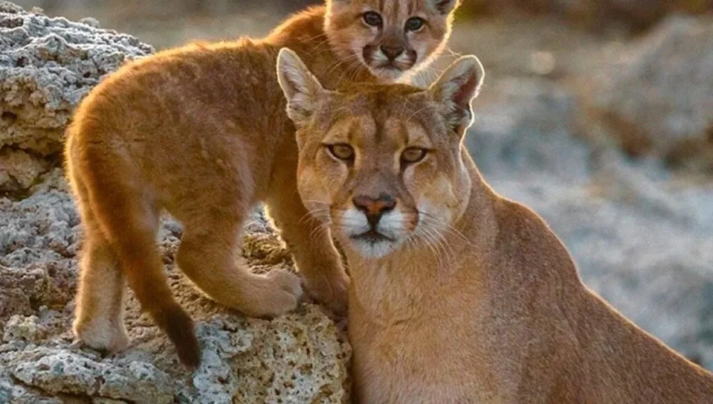 Regreso de puma a su hábitat en Chilecito genera alivio entre los vecinos