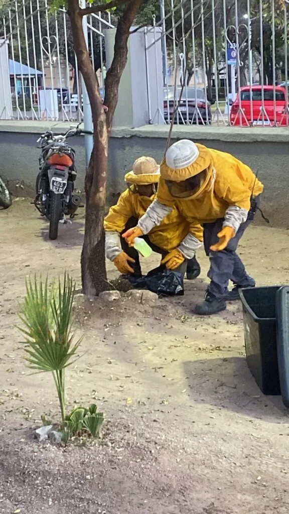 Rescate de abejas en Escuela Telechea: una tarea del equipo especializado en La Rioja