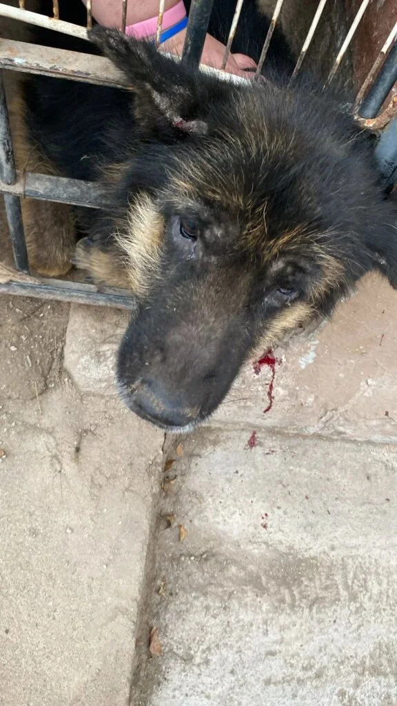 Rescate emotivo: bomberos salvan a un perro en barrio Las Agaves
