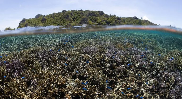 Un tratado internacional histórico para la protección marina comienza su implementación